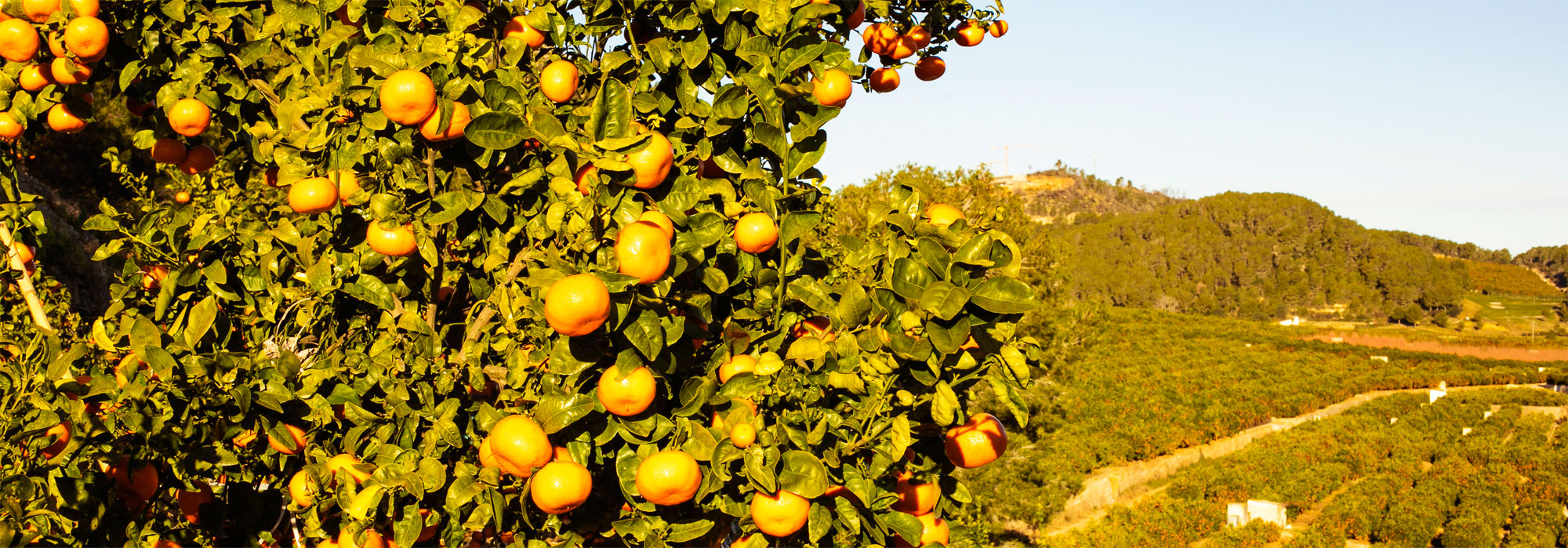 comprar-citricos-desde-la-huerta comprar-citricos-desde-la-huerta